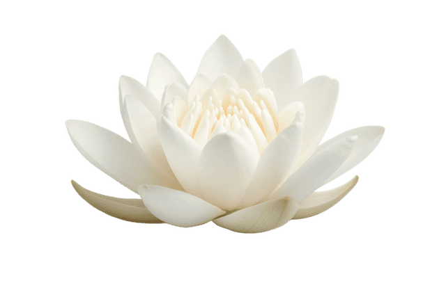Bud